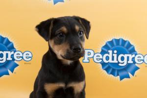 MrFantasticTeamFluff