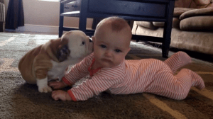 bulldog-puppy-baby-kisses