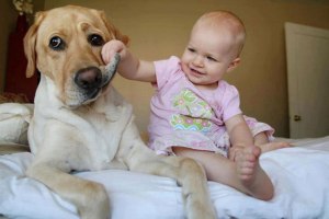 Dog-not-sure-about-this-baby-thing
