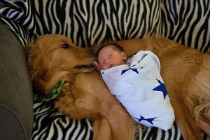 funny-cute-dog-kissing-baby